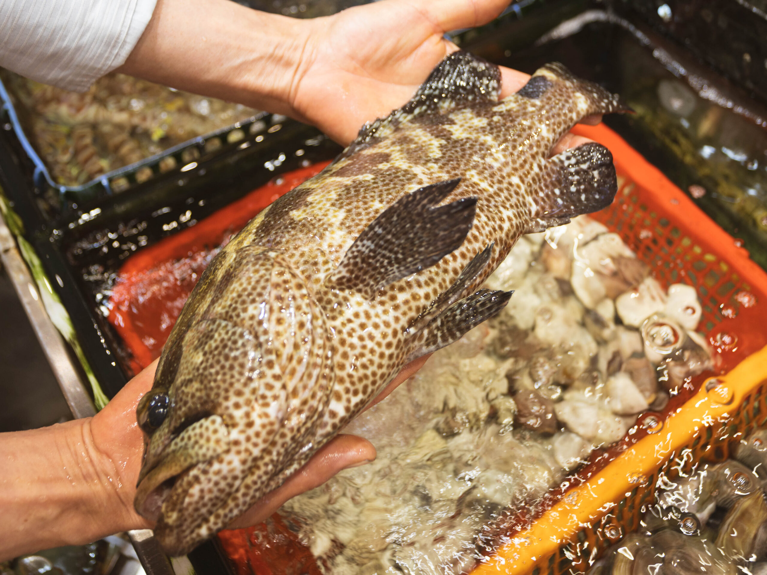 石斑魚