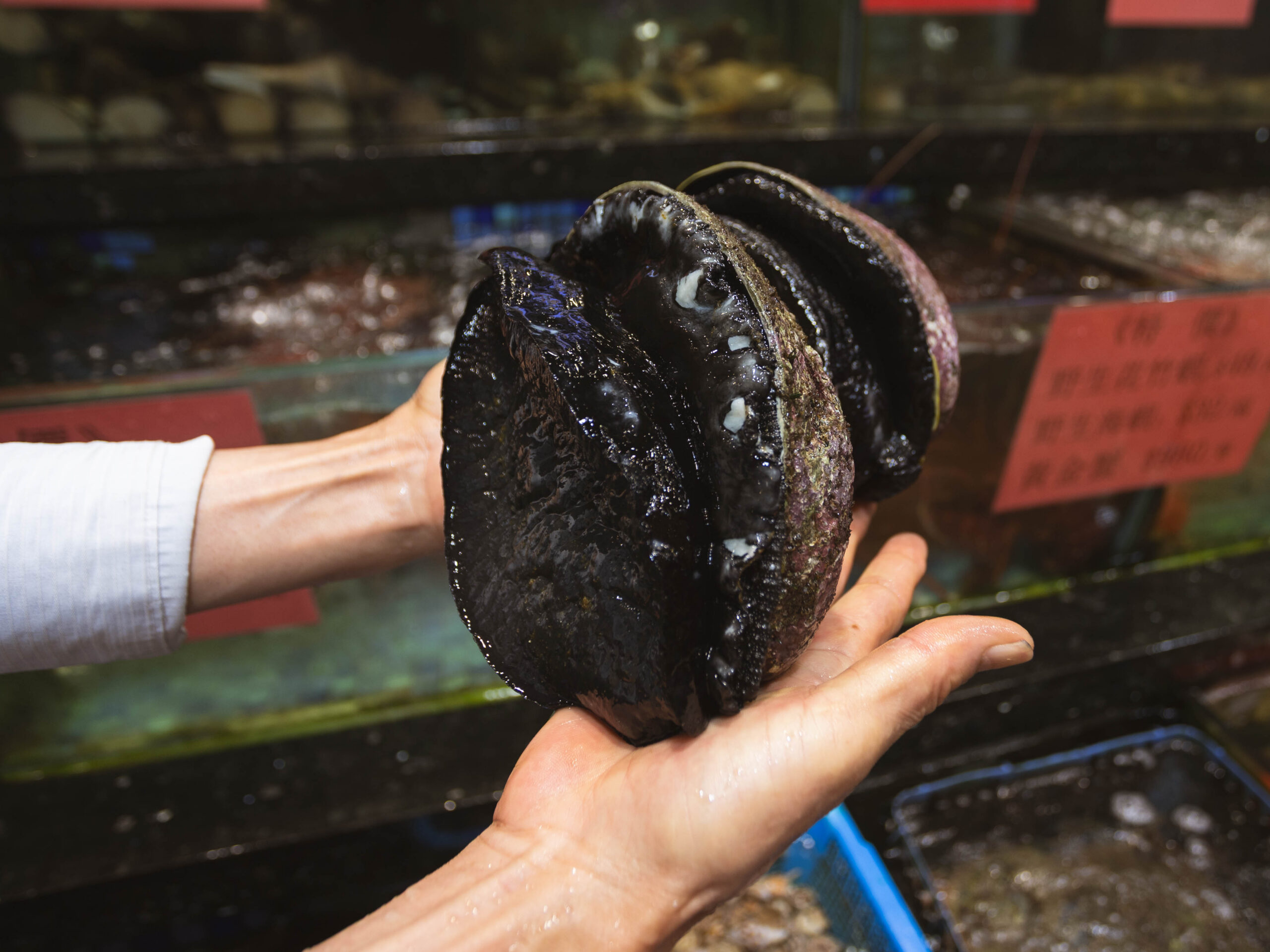 鮑魚